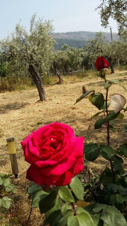 شقة Vlachogiannis El Estate Skala Rachoni  المظهر الخارجي الصورة
